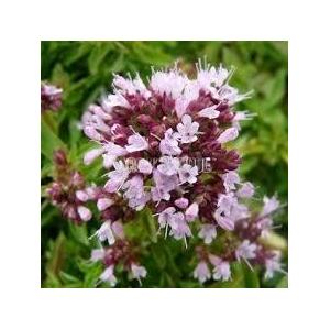 Huile essentielle d'origan compact