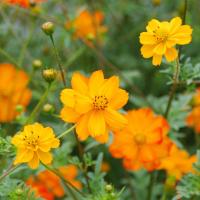 Semence cosmos sulfureux orange