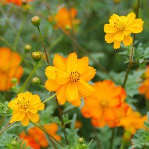 Semence cosmos sulfureux orange
