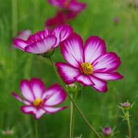 Semence cosmos picotée