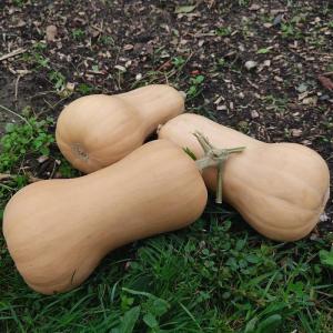 Semence courge musquée butternut