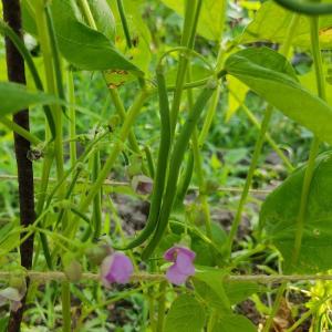 Semence haricot à rame mangetout emerite