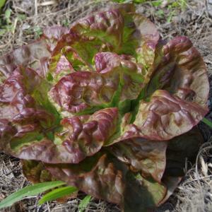 Semence laitue pommée merveille des 4 saisons