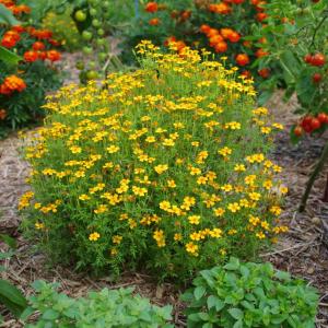 Semence tagète agrume