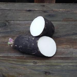 Semence radis d’hiver noir long