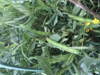 Fèves (graines à semer)