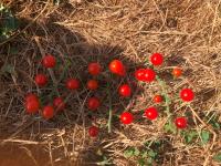 Tomates cerise rouge (graines à semer)