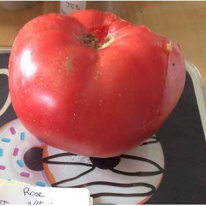 Tomates rose altaï (graines à semer)