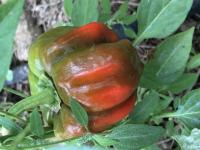 Poivron ampuis (plant)