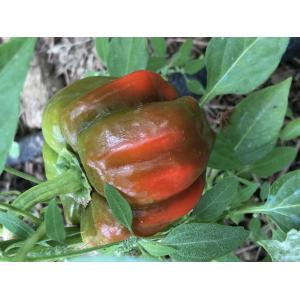 Poivron ampuis (plant)