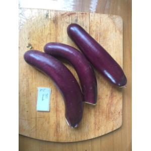 Aubergine violette (graines à semer)