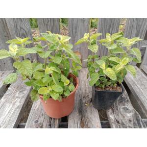 Mélisse officinale mandarine 0.5l