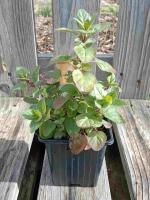 Origan marjolaine vivace 0.5l