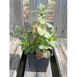 Origan marjolaine vivace 0.5l