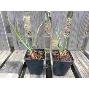 Oignon de la saint jean 0.5l