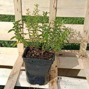 Sarriette vivace 0.5l