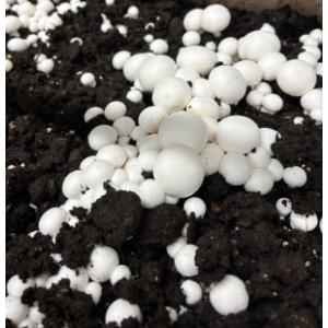 Champignons de paris 'les côte-d'oriens'