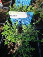 Lithodora bleue en pot de 3l