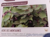 Plant ache des montagnes pot 10,5 cm