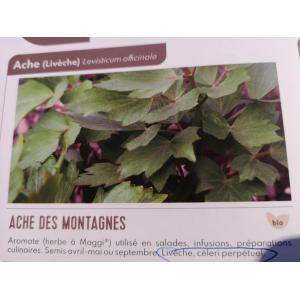Plant ache des montagnes pot 10,5 cm