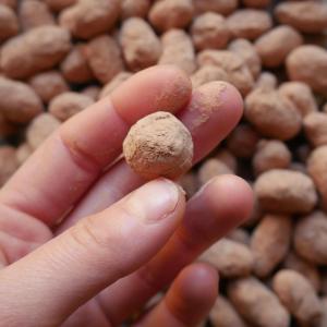Pépitrus, fèves de cacao enrobées de chocolat
