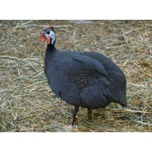 Pintade fermière entre 1.5kg et 1.7kg