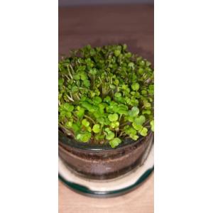 Roquette micro pousses