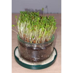 Cresson micro pousses