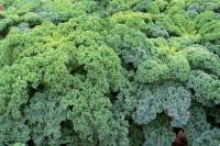 Plants de chou kale