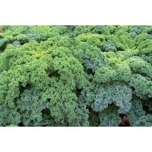 Plants de chou kale