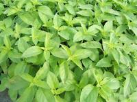 Plant aromatique basilic citron