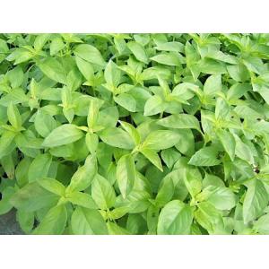 Plant aromatique basilic citron