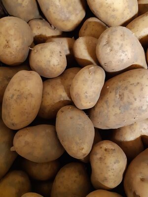 Pomme de terre colombe