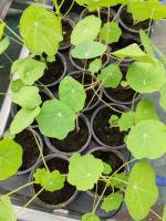 Capucine naine non-grimpante