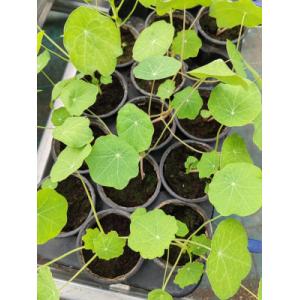 Capucine naine non-grimpante