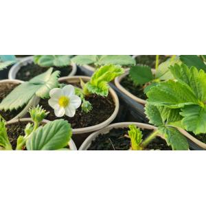 Barquette 8 fraisiers non-remontants (bio)