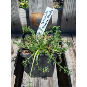 Camomille romaine à fleur double 0.5l