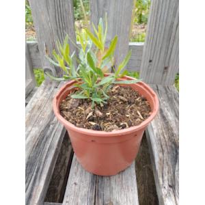 Estragon français 1l