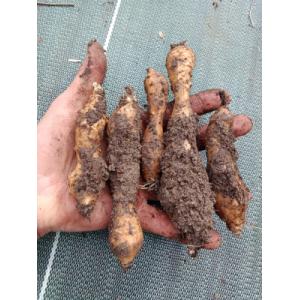 Hélianthis 5 tubercules