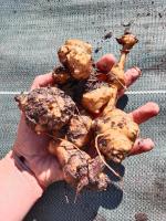 Topinambour 7 tubercules