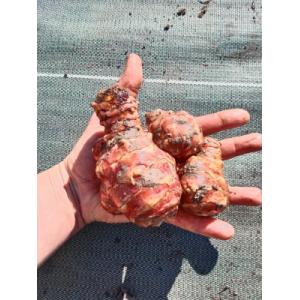 Topinambour patate 7 tubercules