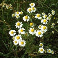 Plant aromatique camomille matricaire