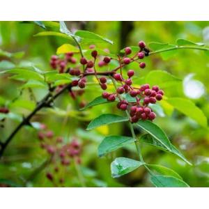 Plante vivace poivrier de sichuan