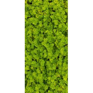 Lot de 4 aromatiques - bio