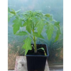 Tomate rose de berne