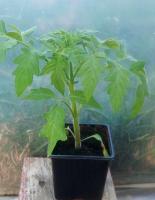 Tomate cerise snowberry