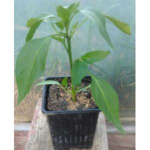 Poivron corno rosso (cornu rouge)