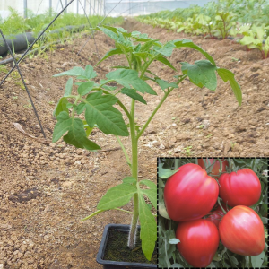 Tomate ancienne coeur de boeuf