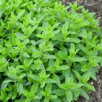 Plant aromatique menthe nanah marocaine