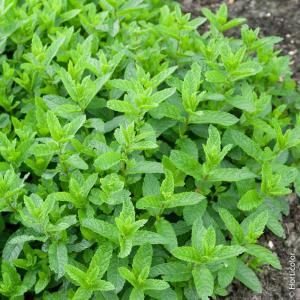 Plant aromatique menthe nanah marocaine